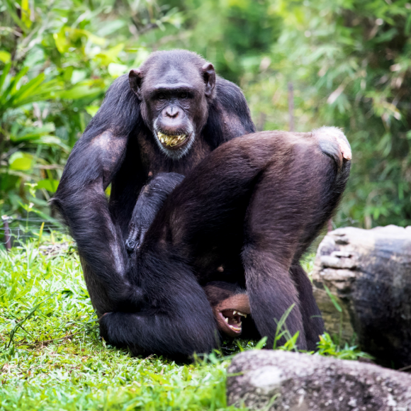 המשחקים של קופי האדם