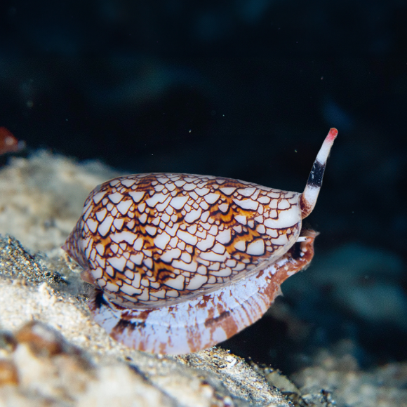 קוקטייל ארסי בהתאמה אישית