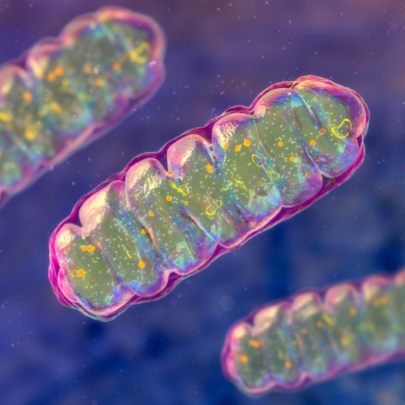 Mitochondrial DNA in the Cell Nucleus?