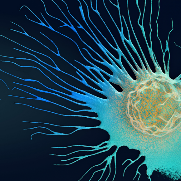 שתי תרופות באריזה אחת