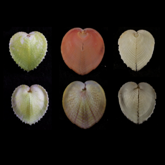 הצדפות שמאירות את הדרך