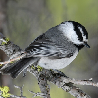מי שזוכר יותר, חי יותר