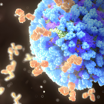 מחלות ללא גבולות: קדחת מרבורג בטנזניה