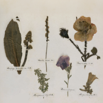 דברי אלינו בפרחים