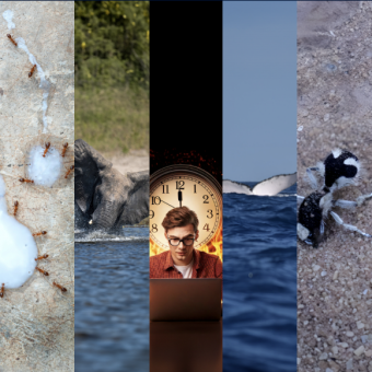 המחקרים החדשים ביותר: מהנשמדע 4/1/2025