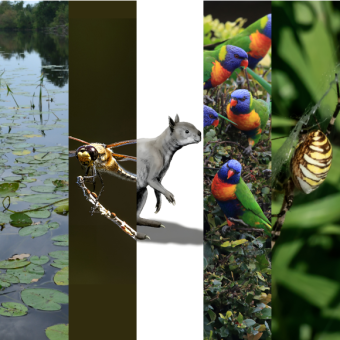 המחקרים החדשים ביותר: מהנשמדע 25/1/2025