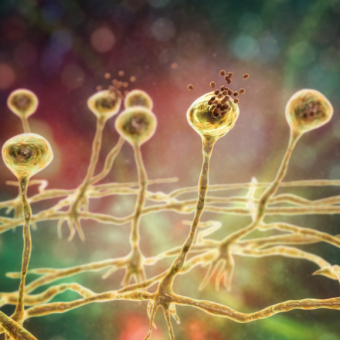 בקיץ הזה תלבשי פטריות