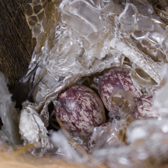 ובקן לה… עור של נחש