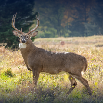 איילים זומבים ידידותיים