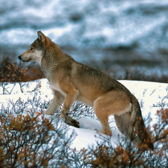 קול (זאבים) קדומים