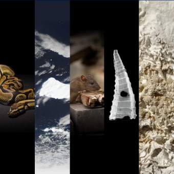 המחקרים החדשים ביותר: מהנשמדע 15/2/2025