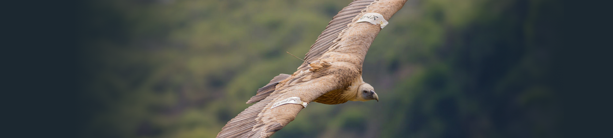 כשג’יימס בונד ואינדיאנה ג’ונס חוקרים את הטבע