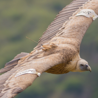 כשג’יימס בונד ואינדיאנה ג’ונס חוקרים את הטבע