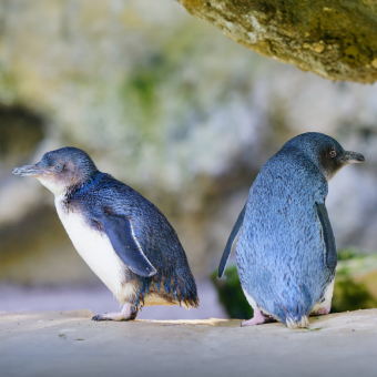 תום אהבת הפינגווין