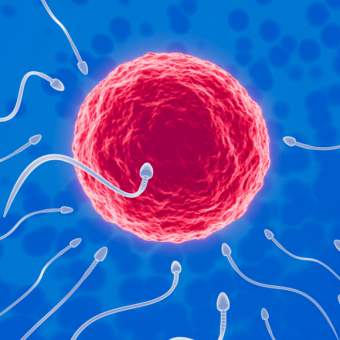 ביציות עם תעודות אחריות