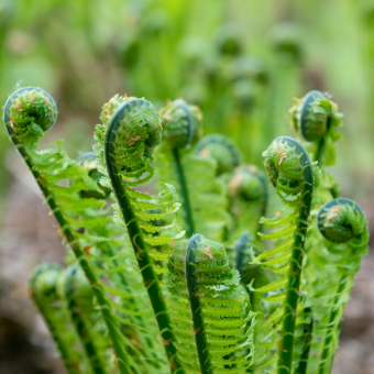 הכיוונים השונים של האבולוציה
