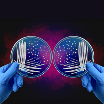 חיידקים בארץ המראה