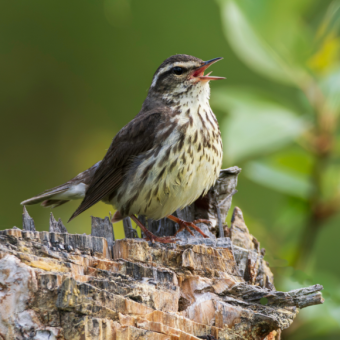 דיבורים באוויר