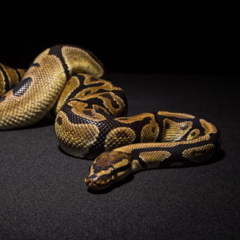 הקשקשים שמסגירים את הנחש