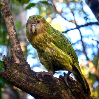 שני טורפים, שני צבעים