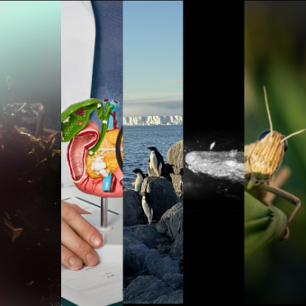 המחקרים החדשים ביותר: מהנשמדע 8/3/2025