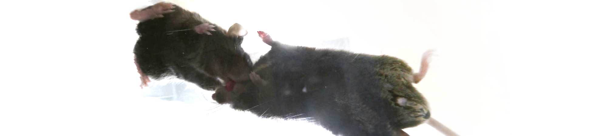 فئران تُقدّم إسعافًا أوّليًّا؟