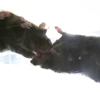 فئران تُقدّم إسعافًا أوّليًّا؟