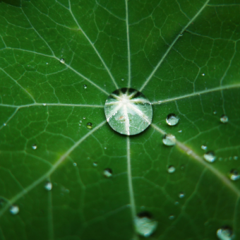 עלים ש”פוחדים” מאוד ממים