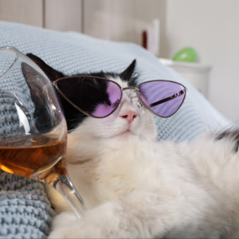 עדלאידע? עד-לא-חמרמורת!