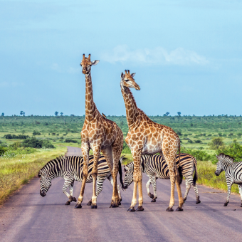 החברים מהסוואנה
