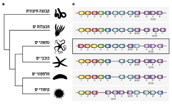 החוקרים השוו את תפקידי הגֵנים שפעלו אצל נחשון הים לתפקידיהם אצל יצורים אחרים, ובדקו אם אותם גֵנים מעורבים בחלוקת התאים ברגנרציה, בגדילה ובהתמיינות. קבוצות שונות של בעלי חיים, הקרבה שלהם לנחשוני ים והגנים שלהם | מתוך המאמר, Parey et al., 2024