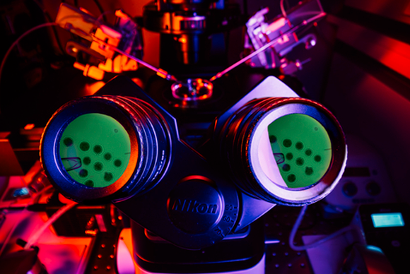 ה-DNA הערוך הוכנס לביציות של כלבה, שהושתלו ברחמן של כלבות גדולות. המכשיר של חברת קולוסל בעזרתו הוכנסו הגרעינים עם ה-DNA הערוך לביציות | Colossal Biosciences