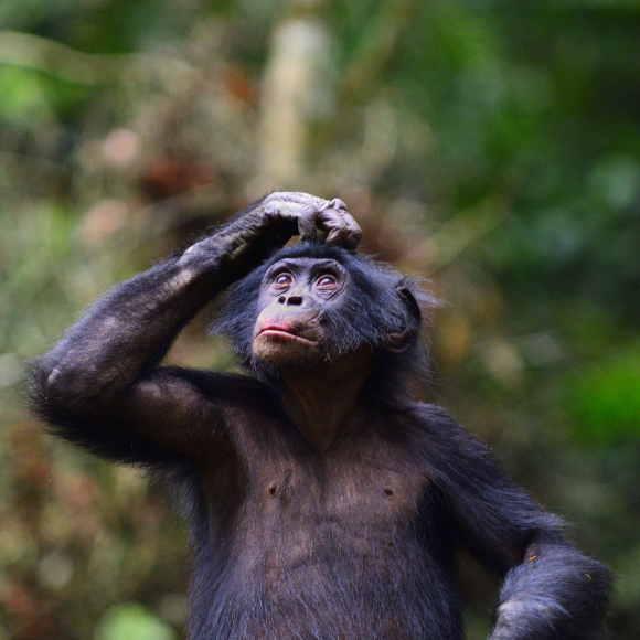השפה המורכבת של הבונובו