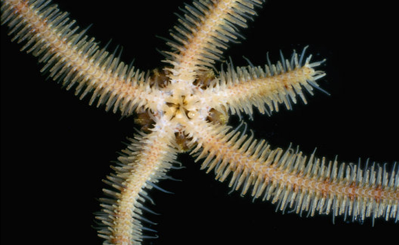 נחשון הים מסוגל להצמיח את זרועותיו מחדש בתוך מספר שבועות בלבד. נחשון ים עם זרוע קטועה | Wim Van Egmond / Science Photo Library