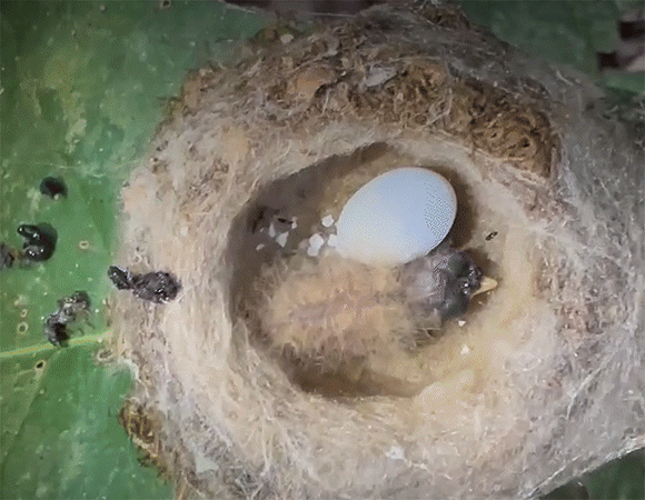 "הגוזל הרים את ראשו והחל לטלטל אותו מצד לצד, בערך פעם בשניה, כשהוא סומר את הנוצות על גבו". גוזל של קוליברי יעקוביני לבן-צוואר בקן | Jay Falk/CU Boulder/The Smithsonian Tropical Research