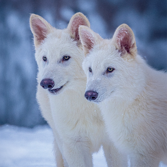 האם זאבי הבלהות חזרו לחיים?