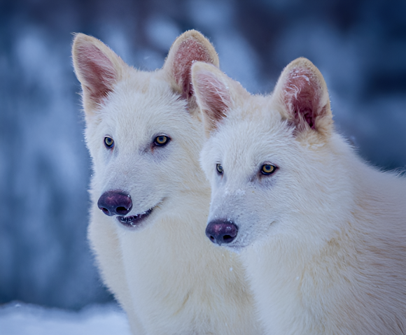 זאב אפור בכסות של זאב בלהות? הזאבים המהונדסים רמוס ורמולוס בגיל שלושה חדשים | Colossal Biosciences