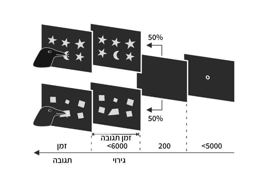 שני עורבים אומנו לגעת במקורם בצורה יוצאת הדופן. איור שמציג שתי גרסאות של המבחן, באחת עורב נוגע בירח בין חמישה כוכבים, ובשנייה עורב נוגע בטרפז ישר זווית בין חמישה ריבועים | מקור: Schmidbauer et al., Sci. Adv., 2025, CC BY 4.0