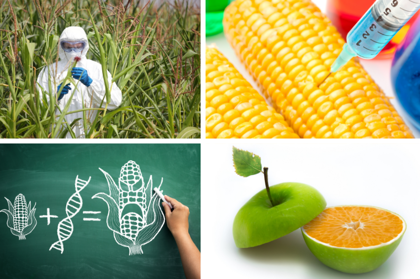 קולאז ייצוגים מסולפים של GMO: ייצוגים מסולפים של הנדסה גנטית בחקלאות: מזרק נעוץ בתוך תירס, מדען בחליפת מגן לבנה בתוך שדה, תפוז שמתחזה לתפוח ואיור של משוואה: תירס ועוד DNA שווה לתירס כועס | מקור: wavebreakmedia, Marcin Balcerzak, Kirill Kerzh, Cherries - Shutterstock