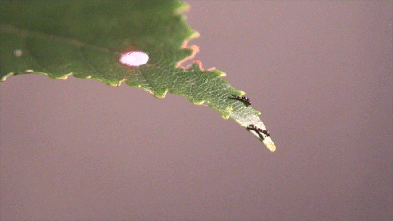 גם יצורים קטנים מאוד עשויים להפגין התנהגות טריטוריאלית. זחל של עש מרעיד את גופו כדי להרתיע פולש | מתוך המאמר, Matheson SM. et al., 2025 