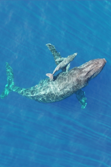 “אמא לווייתנה, אני רוצה לינוק!”