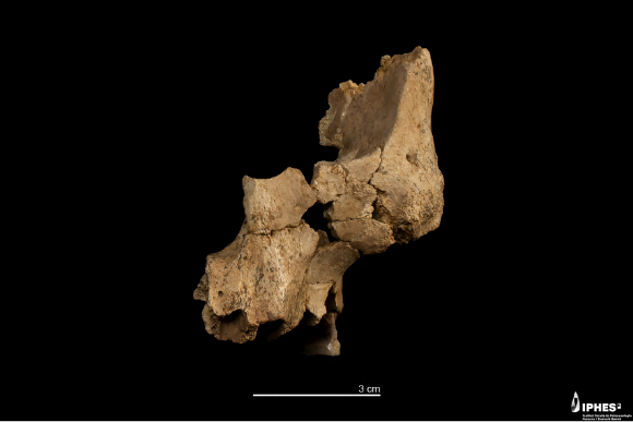 מקדים בכמה מאות אלפי שנים את מאובן האדם הקדום ביותר שהיה ידוע עד כה ממערב אירופה. עצם הלחי ועצם הלסת העליונה של פינק | Maria D. Guillén / IPHES-CERCA 