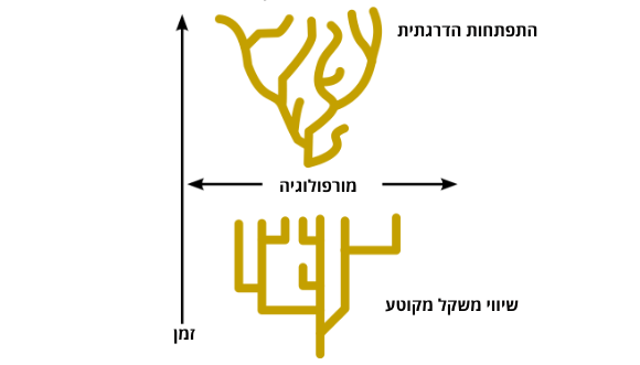 האבולוציה אינה מתקדמת בקצב איטי ואחיד, אלא נעה בין תקופות שבהן מין מסוים נשאר יציב וכמעט לא משתנה, לבין תקופות שבהן הוא עובר שינויים מהירים יחסית, או מתפצל למספר מינים. אילוסטרציה של ההבדלים בין התפתחות הדרגתית לבין שיווי משקל מקוטע | ויקימדיה, Miguel Chavez