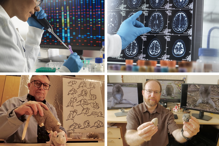 תמונות ממאגר SPL: הדמיה של סריקות מוח, מדענית צעירה מול נתוני בדיקות גנטיות, חוקר של התנהגויות משחקיות אצל קופי מקוק, ו"דוקטור שיעמום" אמיתי מדגים באמצעות בובות התנהגות מעניינת של חולדות | מקור: TEK IMAGE, THIERRY BERROD, MONA LISA PRODUCTION / SCIENCE PHOTO LIBRARY