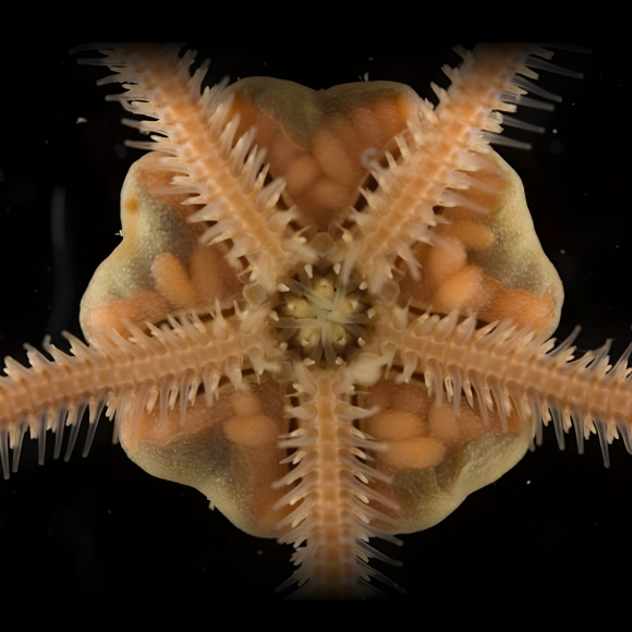 ביד חזקה ובזרוע חדשה