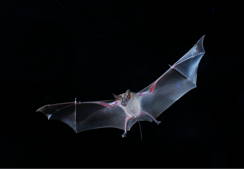 מצליחים לנווט בתנאים צפופים ורועשים, כמעט בלי להתנגש זה בזה. עטלף יזנוב בתעופה |  Jens Rydell 