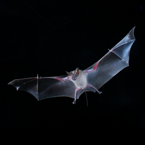 הניווט הצפוף של העטלפים