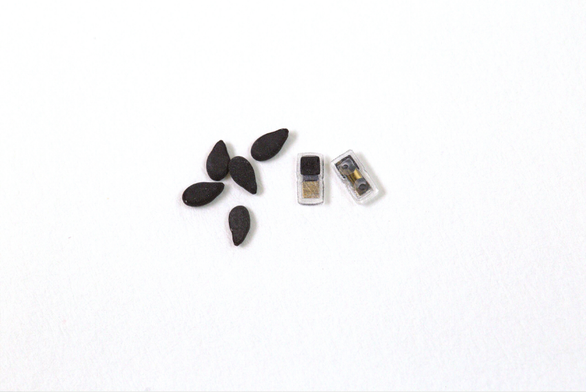 מושתל בזריקה ללא ניתוח ומתכלה מעצמו. קוצב הלב הזעיר לצד גרעיני תפוח | John A. Rogers/Northwestern University