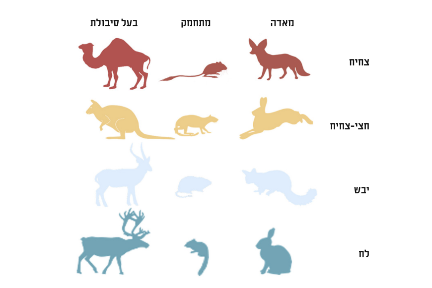 חלוקת חיות לסוג מאדה, מתחמק או בעל סיבולת לפי גודל גוף, וריכוז השתן שלהן על פי האקלים בו הן חיות - מהכי מרוכז באקלים צחיח ועד דליל באקלים לח | איור: Rocha, J.L. et al., Mam. Rev. 51, 482-491 (2021), CC BY-NC 4.0