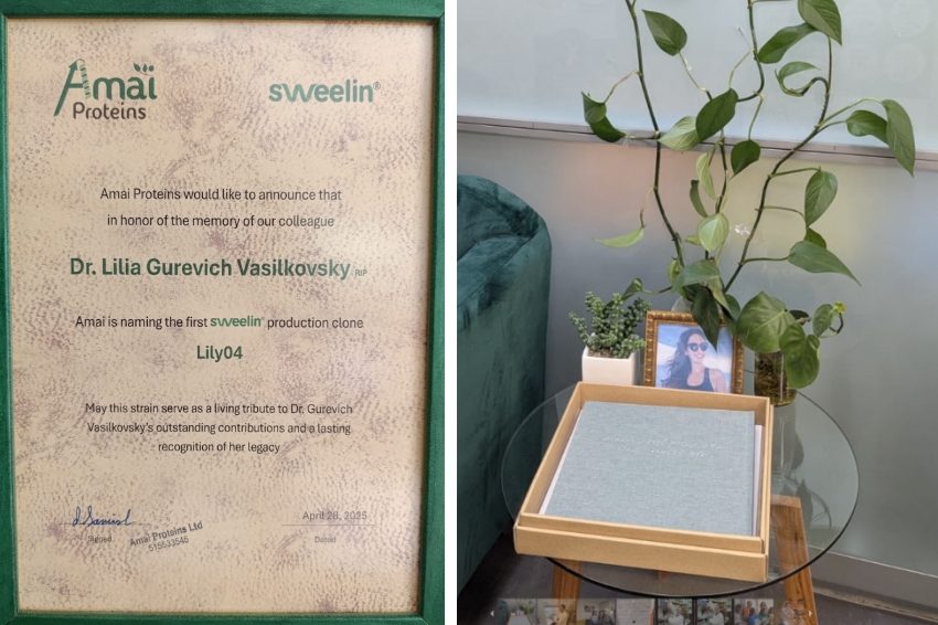 עדיין לא ברור מה אירע באותו בוקר, וכיצד היא נרצחה. פינת ההנצחה לזכר ליליה גורביץ'-וסילקובסקי בכניסה למשרדי חברת אמאי, ותעודה שמציינת כי זן השמרים שמייצרים את החלבון המתוק נקרא על שמה | צילום: אמאי חלבונים, איתי נבו